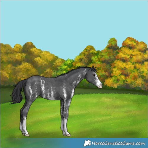 Horse Color:Black Sabino 