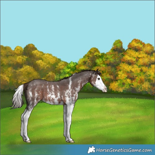 Horse Color:Liver Chestnut Sabino Splash Appaloosa 