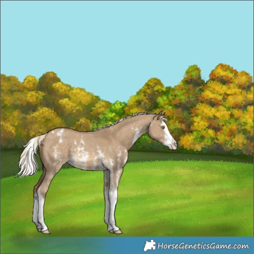 Horse Color:Chocolate Palomino Dun Sabino Splash Appaloosa 