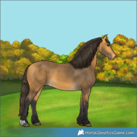 Horse Color:Buckskin 