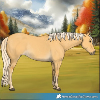 Horse Color:Palomino Dun Rabicano 