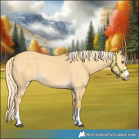 Horse Color:Palomino Dun Rabicano 