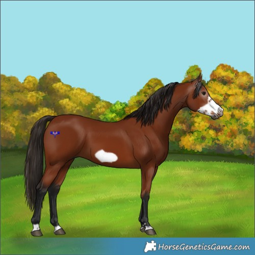 Horse Color:Gray Bay Frame 