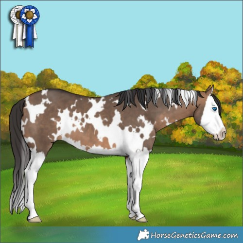 Horse Color:White Spotted Bay Dun Splash