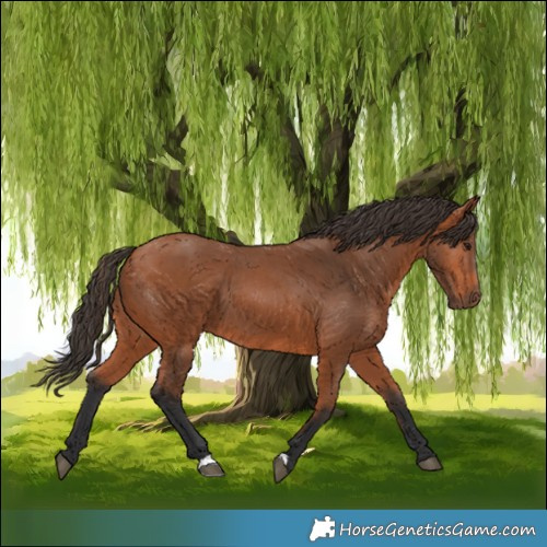 Horse Color:Bay 