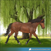 Horse Color:Bay 