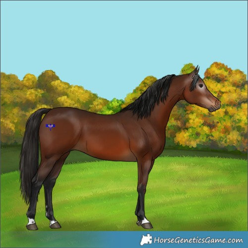 Horse Color:Gray Bay 