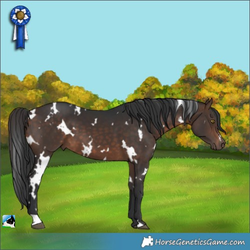 Horse Color:White Spotted Brown 