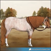 Horse Color:Red Roan 