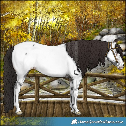 Horse Color:Brown Sabino Near Fewspot 