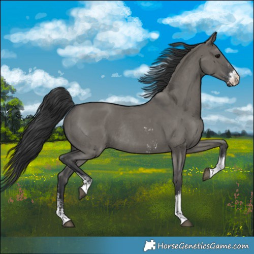 Horse Color:Grullo Sabino Rabicano