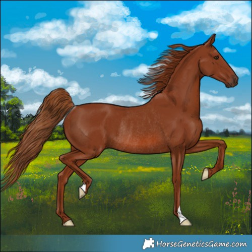 Horse Color:Chestnut Rabicano