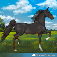 Horse Color:Liver Chestnut