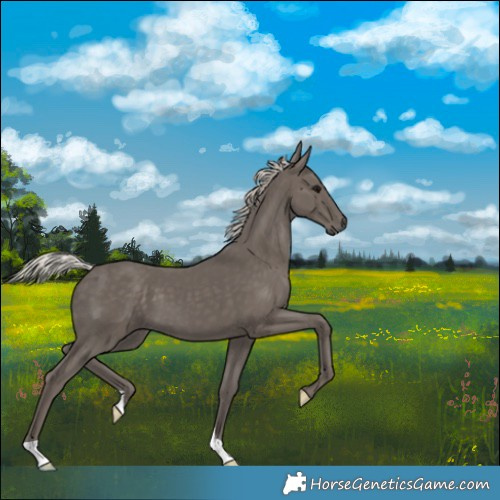 Horse Color:Silver Black