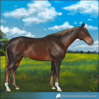 Horse Color:Liver Chestnut 