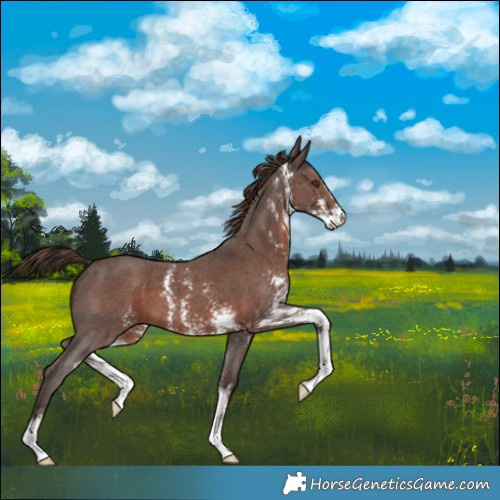 Horse Color:Liver Chestnut Sabino