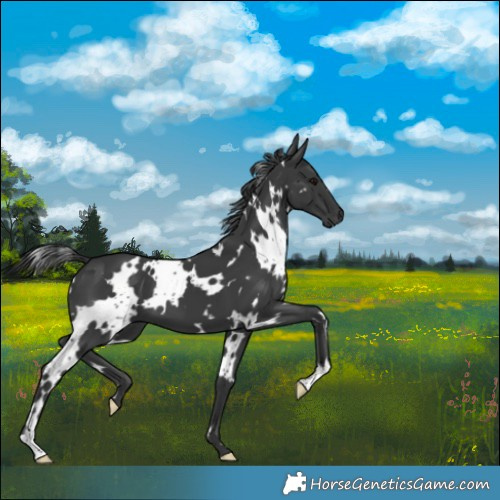 Horse Color:White Spotted Black