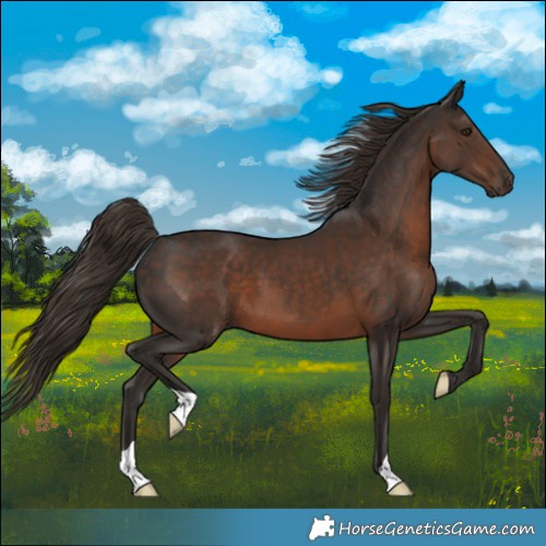 Horse Color:Liver Chestnut 