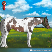 Horse Color:White Spotted Brown Mushroom Tobiano Appaloosa 