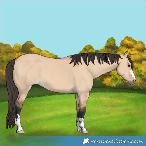 Horse Color:Bay Dun 