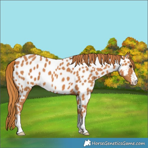 Horse Color:Chestnut Appaloosa 