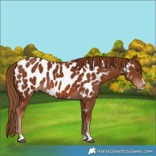 Horse Color:Chestnut Appaloosa 