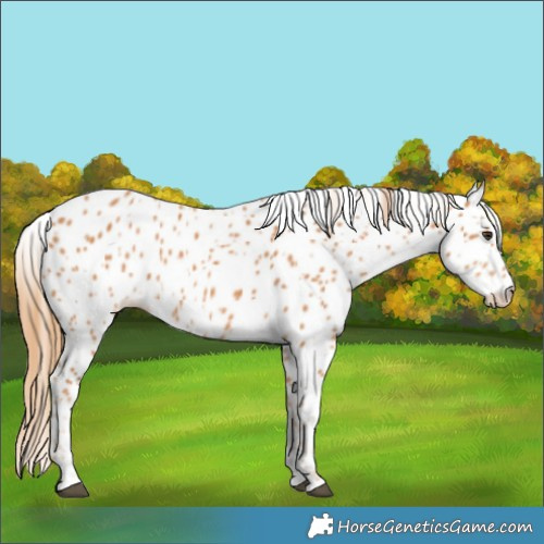 Horse Color:Chestnut Appaloosa 