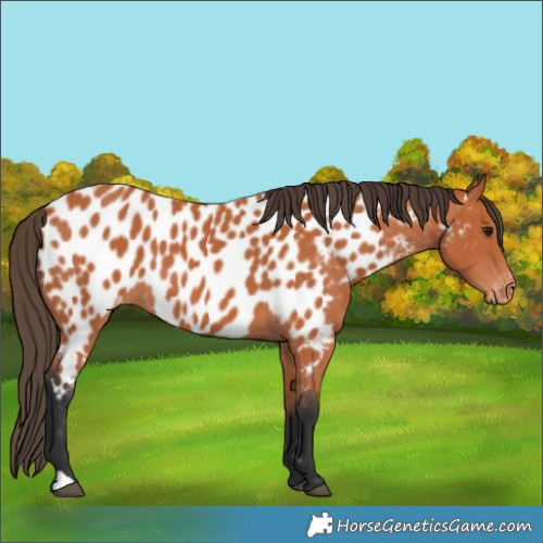 Horse Color:Bay Appaloosa