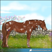 Horse Color:White Spotted Chestnut 