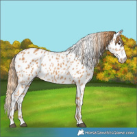 Horse Color:Chestnut Appaloosa 