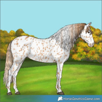 Horse Color:Chestnut Appaloosa