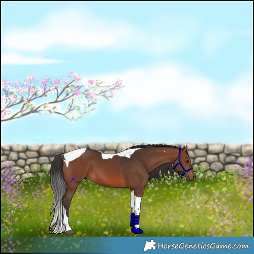 Horse Color:Brown Tobiano