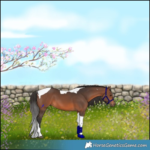 Horse Color:Brown Tobiano