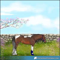Horse Color:Brown Tobiano 
