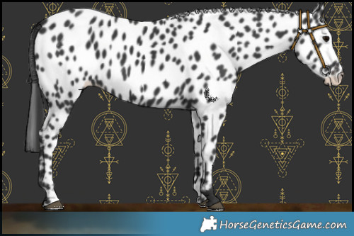 Horse Color:Black Leopard 