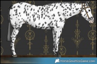Horse Color:Black Appaloosa 