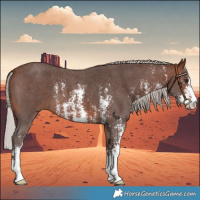 Horse Color:Silver Brown Sabino 
