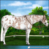 Horse Color:Silver Brown Sabino Blanket 