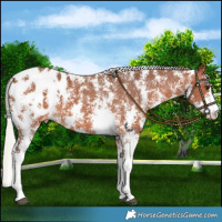 Horse Color:Silver Brown Sabino Appaloosa 