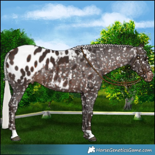 Horse Color:Silver Brown Appaloosa Rabicano