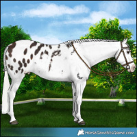 Horse Color:Silver Brown Appaloosa Rabicano 