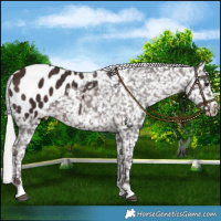 Horse Color:Silver Brown Appaloosa Rabicano