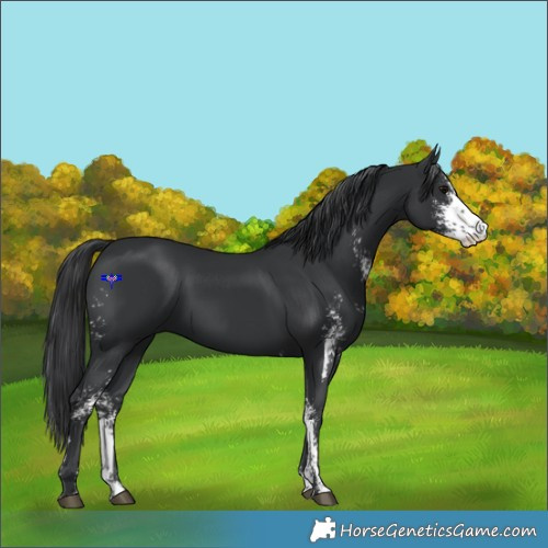 Horse Color:Black Sabino 
