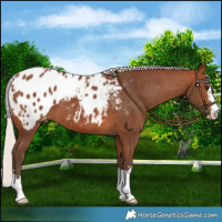 Horse Color:Silver Brown Appaloosa 