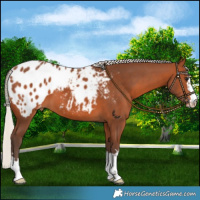 Horse Color:Silver Brown Appaloosa