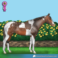 Horse Color:Bay Tobiano Appaloosa 