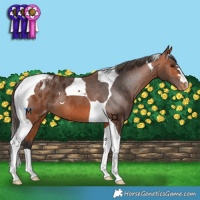 Horse Color:Bay Tobiano Appaloosa 