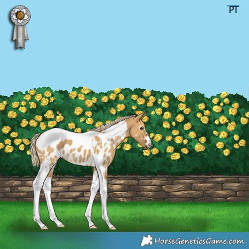 Horse Color:Gray Palomino Dun Tobiano Appaloosa 