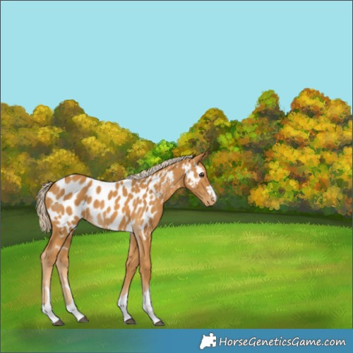 Horse Color:Palomino Appaloosa 