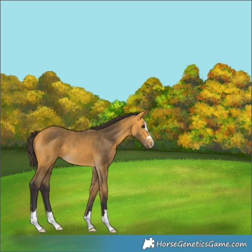 Horse Color:Buckskin 
